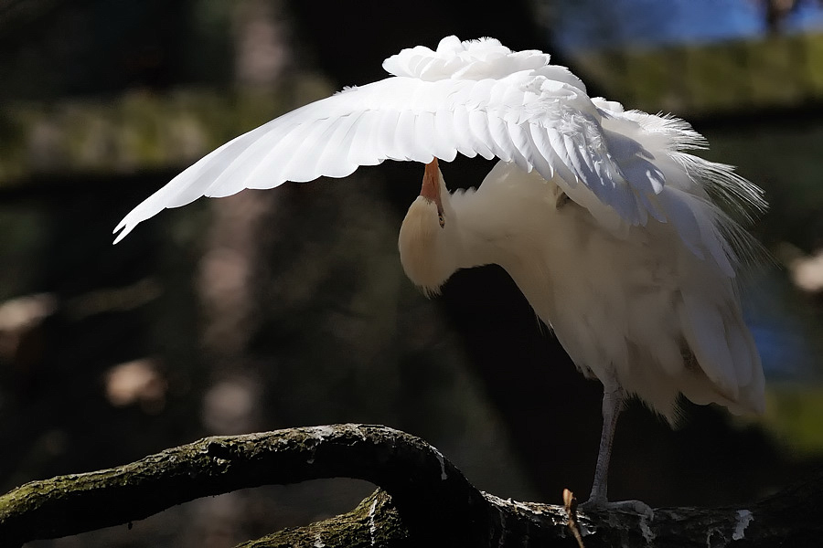 Kuhreiher Tiergarten Nürnberg