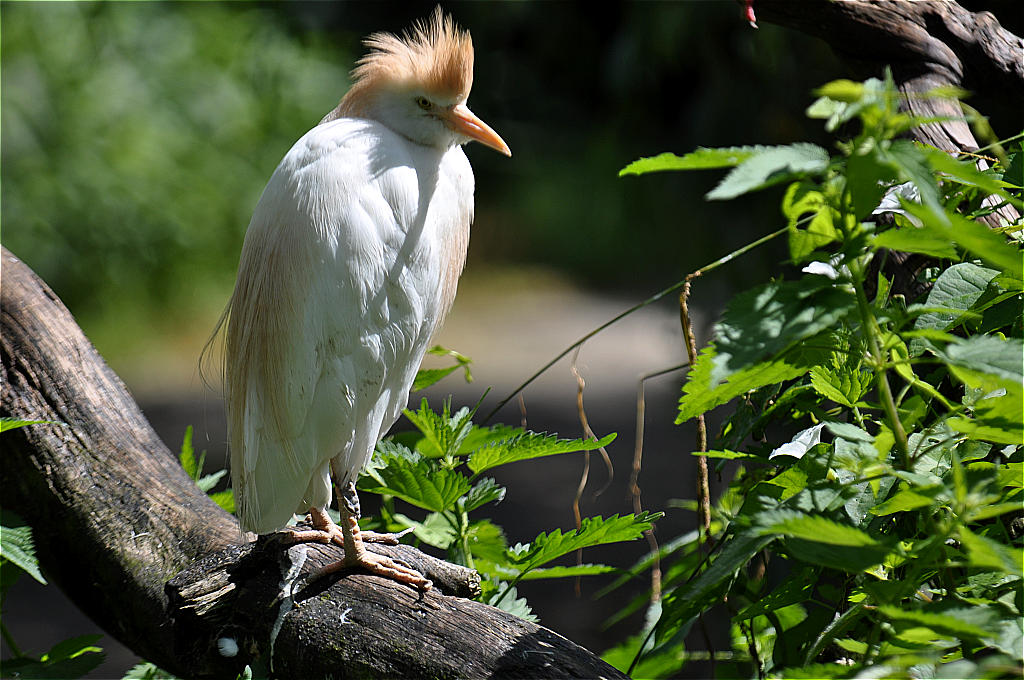 Kuhreiher