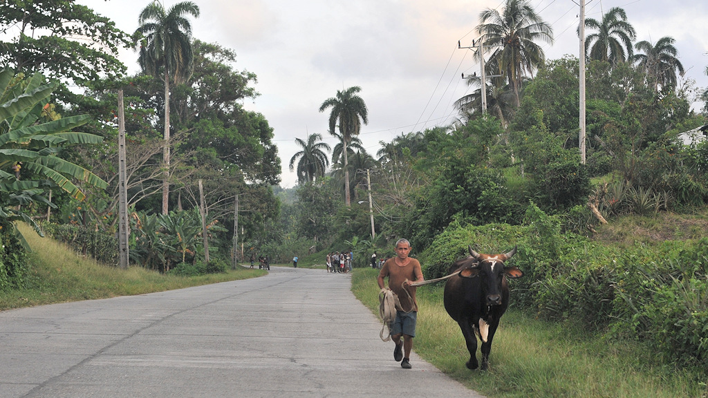 Kuhtreiber bei Baracoa
0740