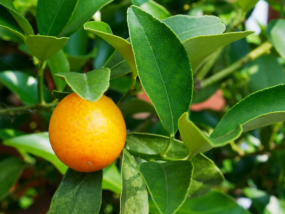 Kumquat.jpg
