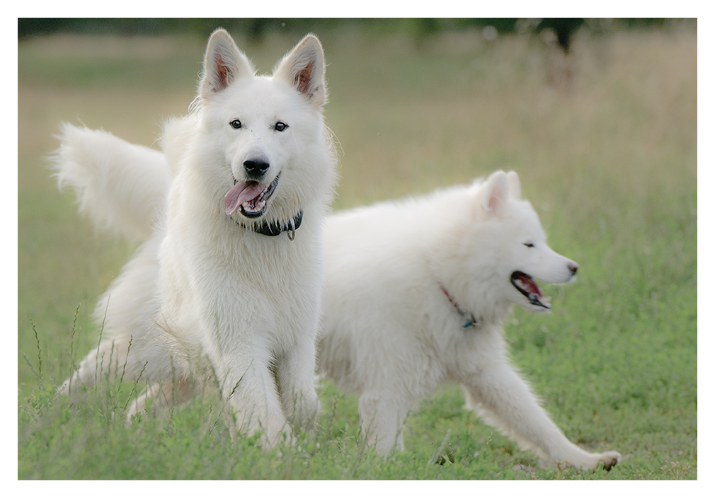 Kuschelhunde
