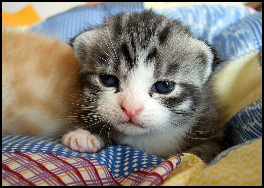 kuscheln