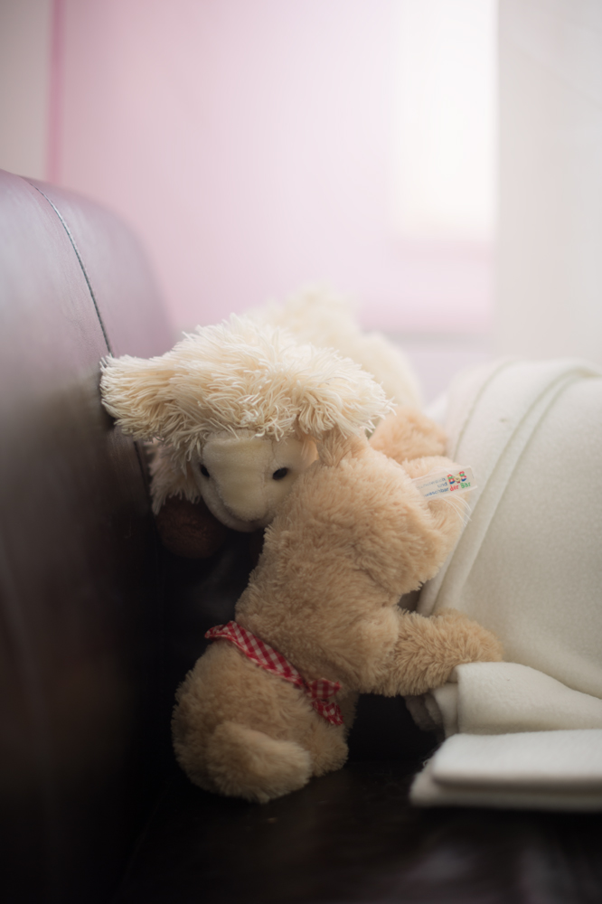 kuscheltiere