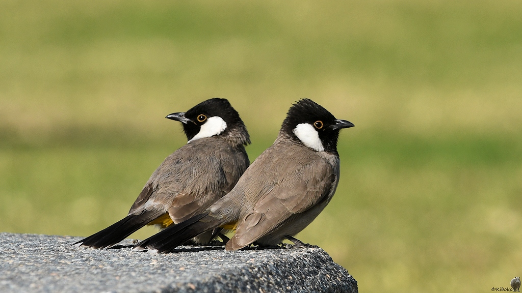 Kutilangbülbül (White-eared bulbul)
Doha

s1265 Doha Vögel 6385