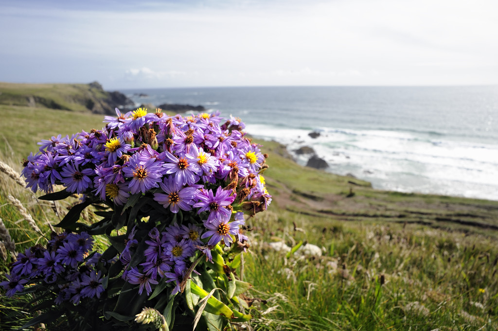Kynance Cove (Cornwall)