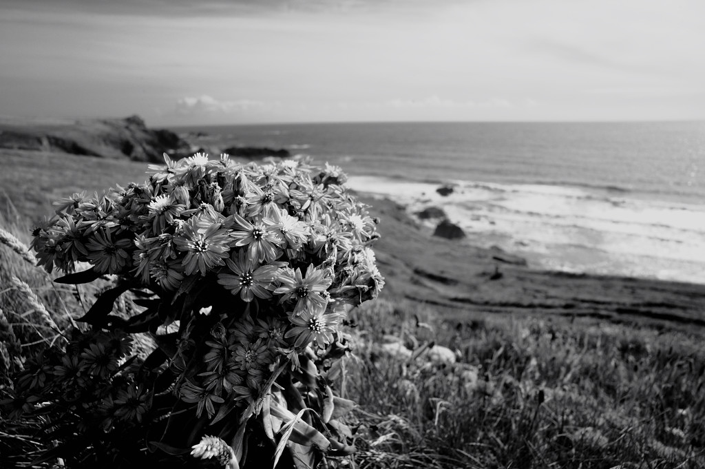Kynance Cove (Cornwall)