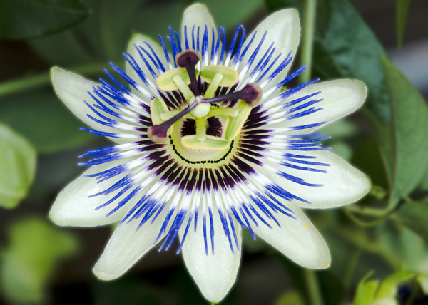 Lächelnde Passionsblume
