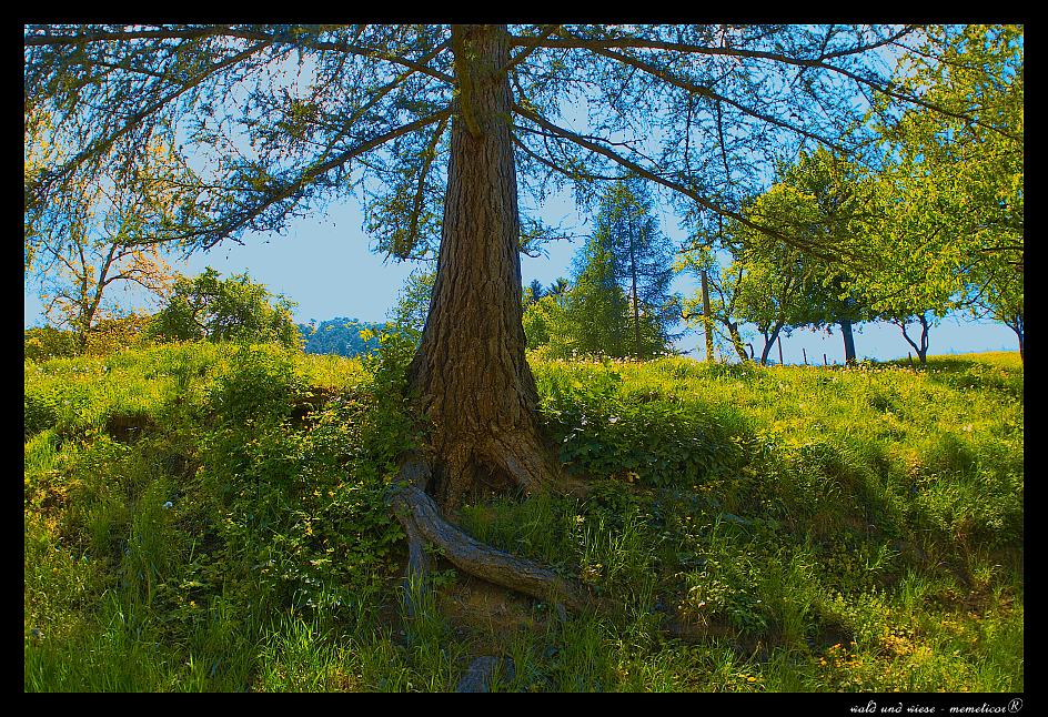 Lärche
s DSC 0062 lzn