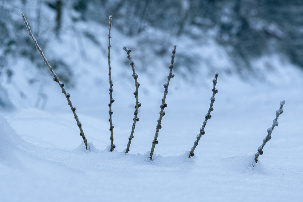 Lärchenzweig, schneebedeckt