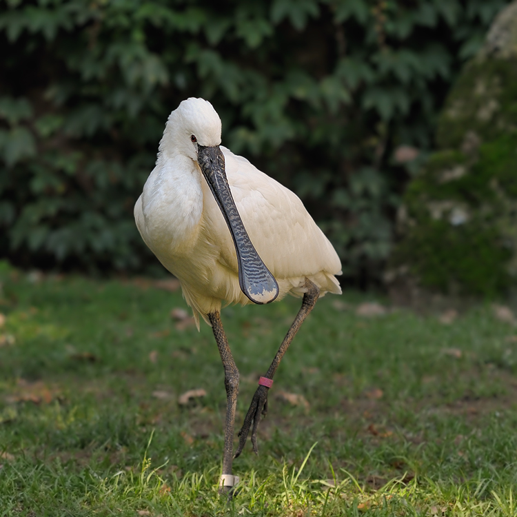 Löffler
Tiergarten Nürnberg