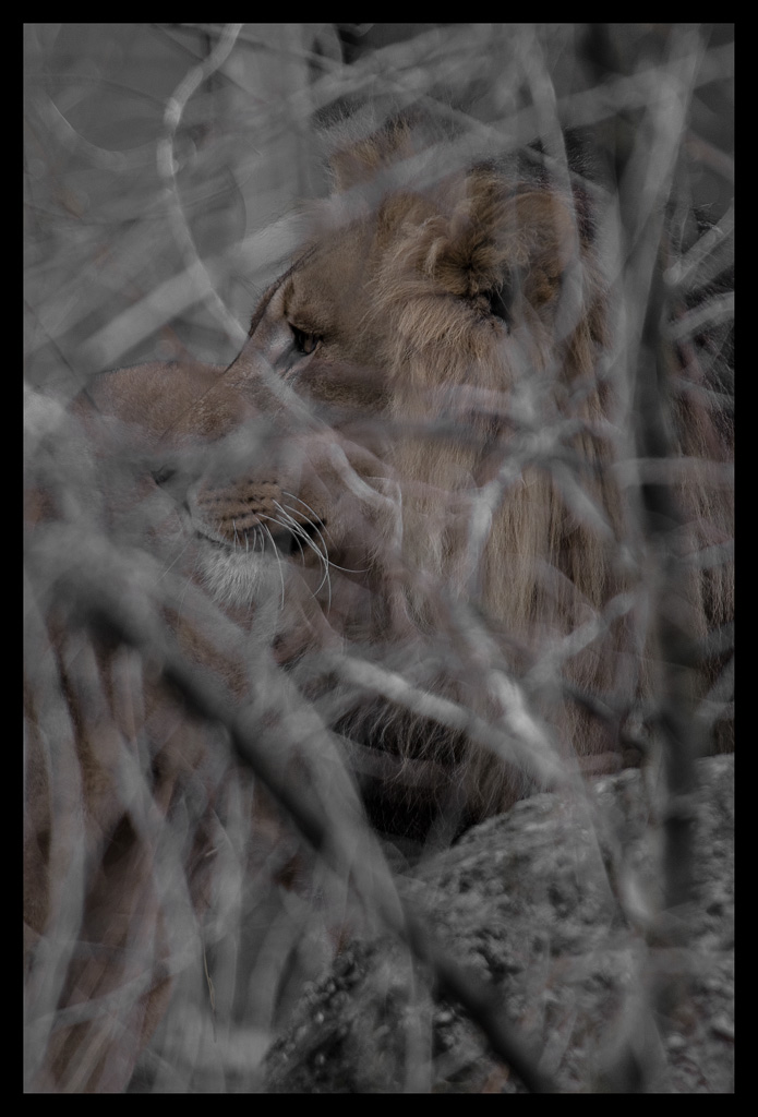 Löwe 0019086