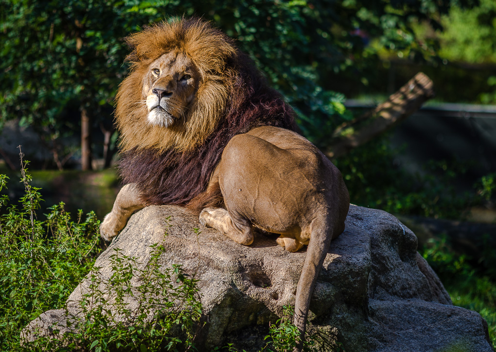 Löwe auf dem Felsen