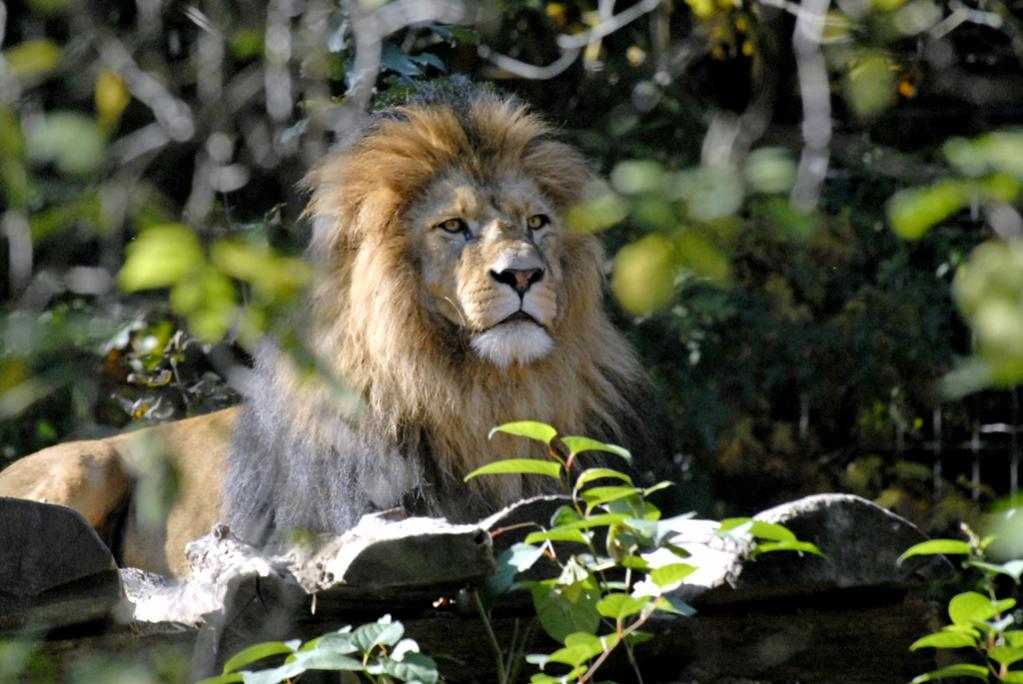 Löwe, aufgenommen im Duisburger Zoo