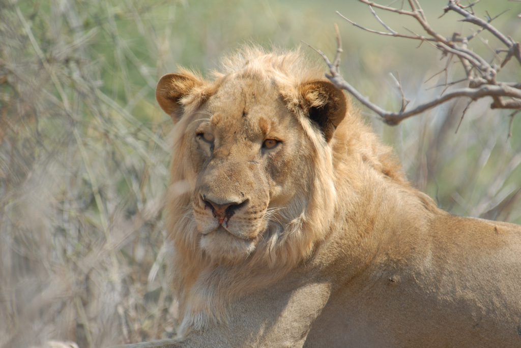 Löwe
Brennweite 400, 1/160 sek, ISO 100, F6,3
Aufgenommen aus dem Auto, aufgelegt, Chobe