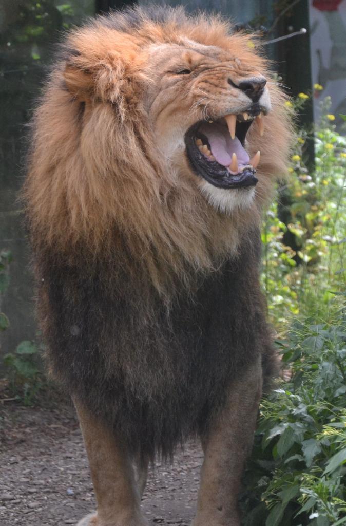 Löwe