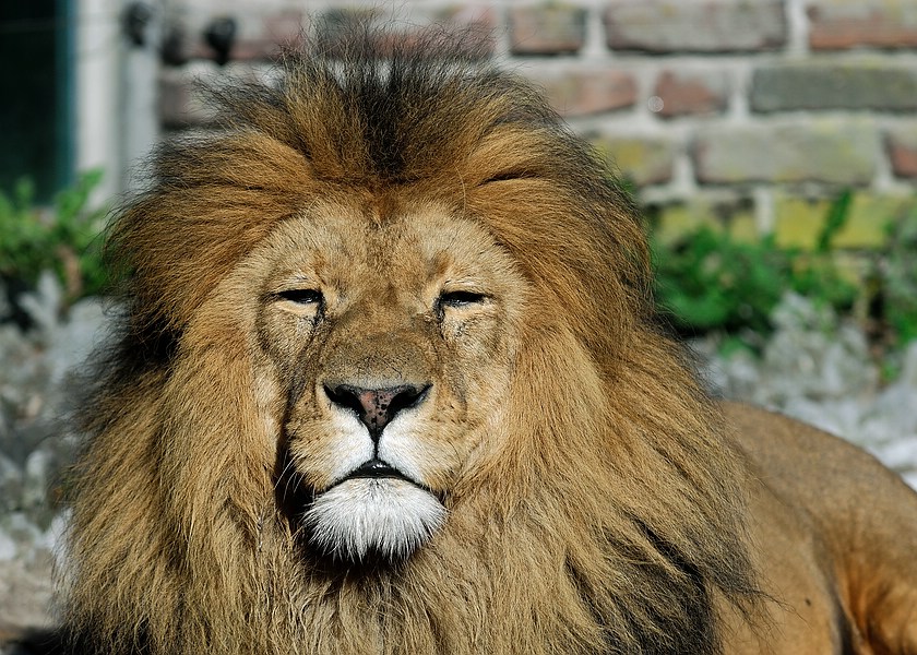 Löwe