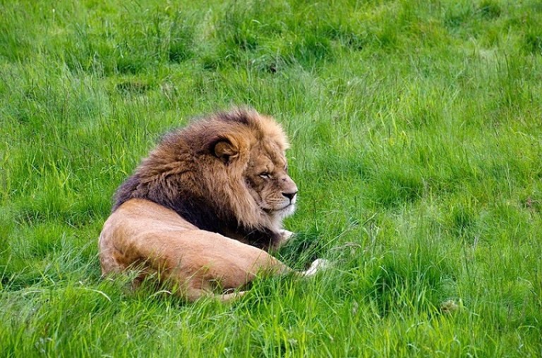 Löwe