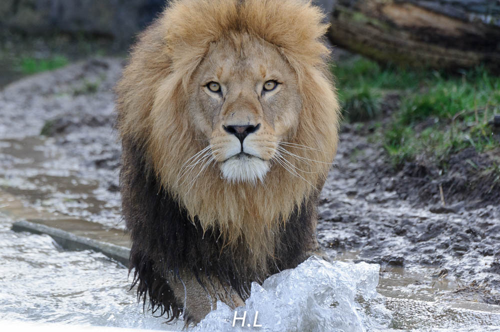Löwe