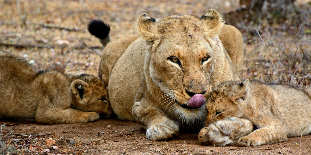 Löwenmama1