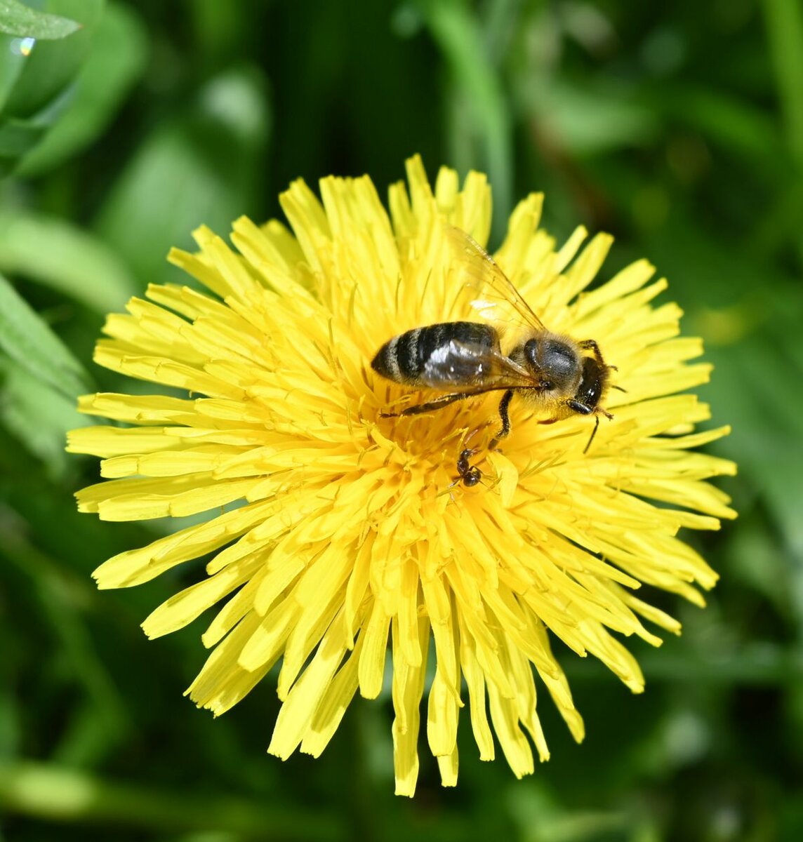 Löwenzahl mit Biene Z fc 28mm.jpg
