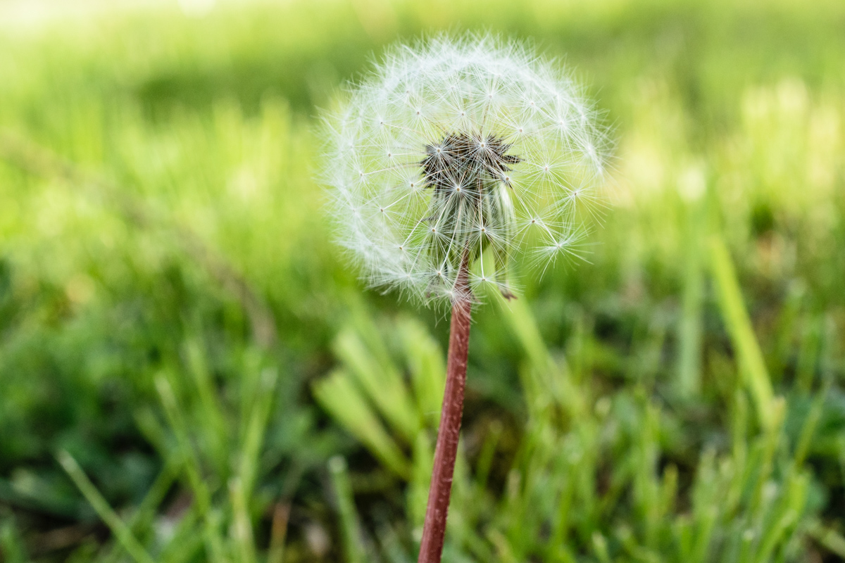 Löwenzahn Macro