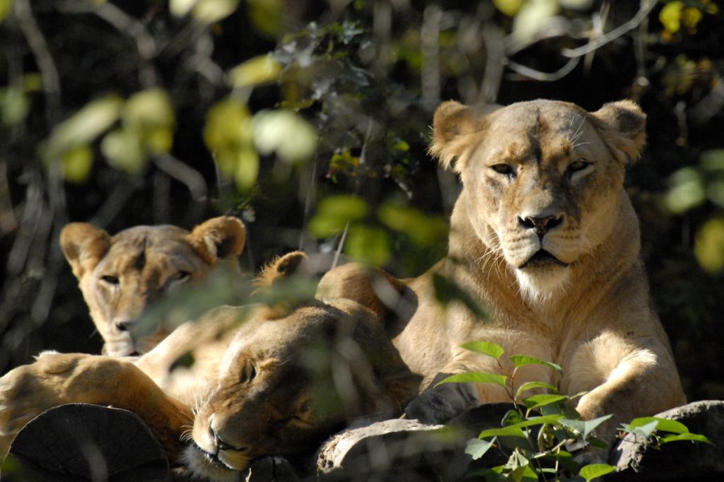 Löwinnen, aufgenommen im Duisburger Zoo