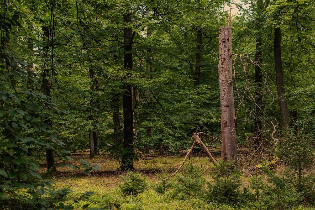 Lüßwald 1 (1 von 1).JPG