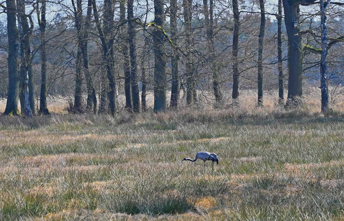 Lüder Moor 5.jpg