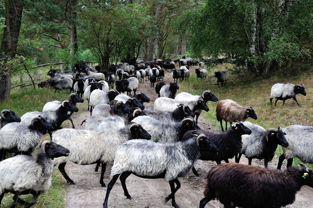 Lüneburger Heide.jpg