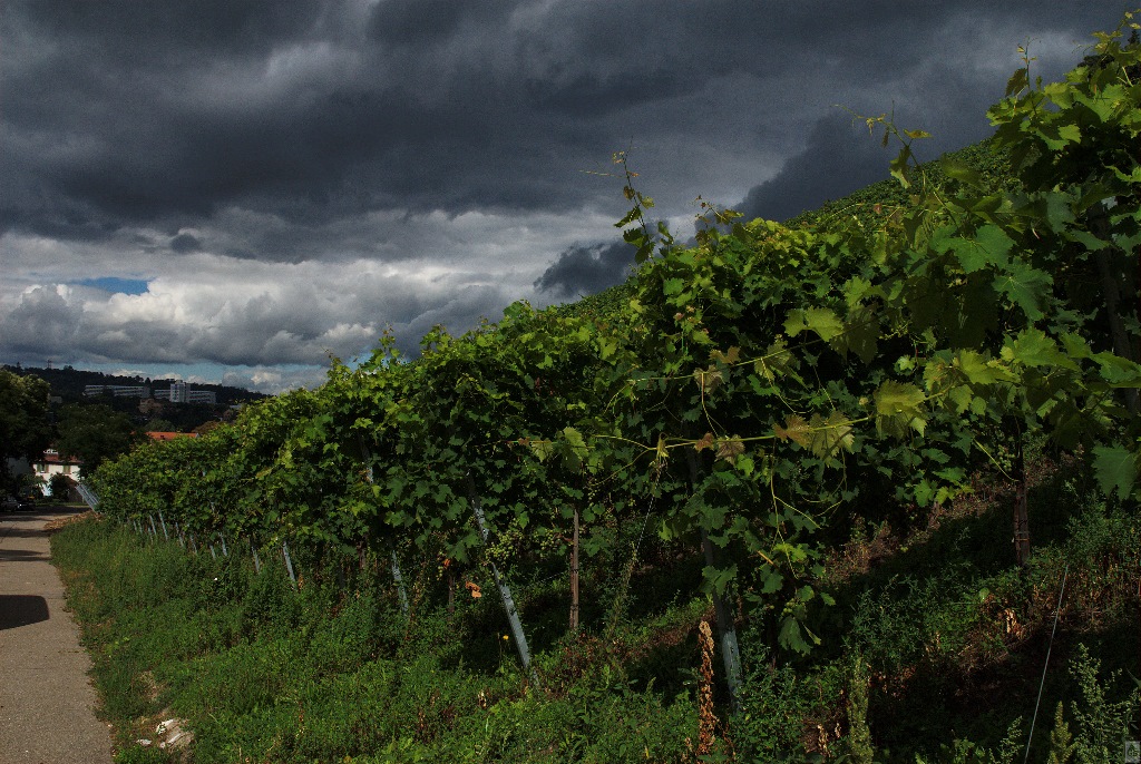L001 Gewitterstimmung am Weinberg