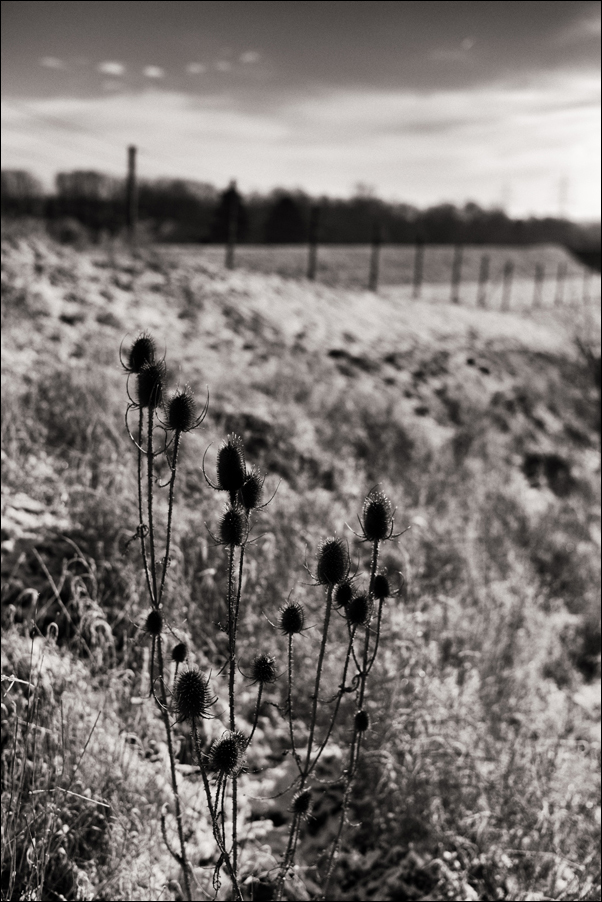L1003421