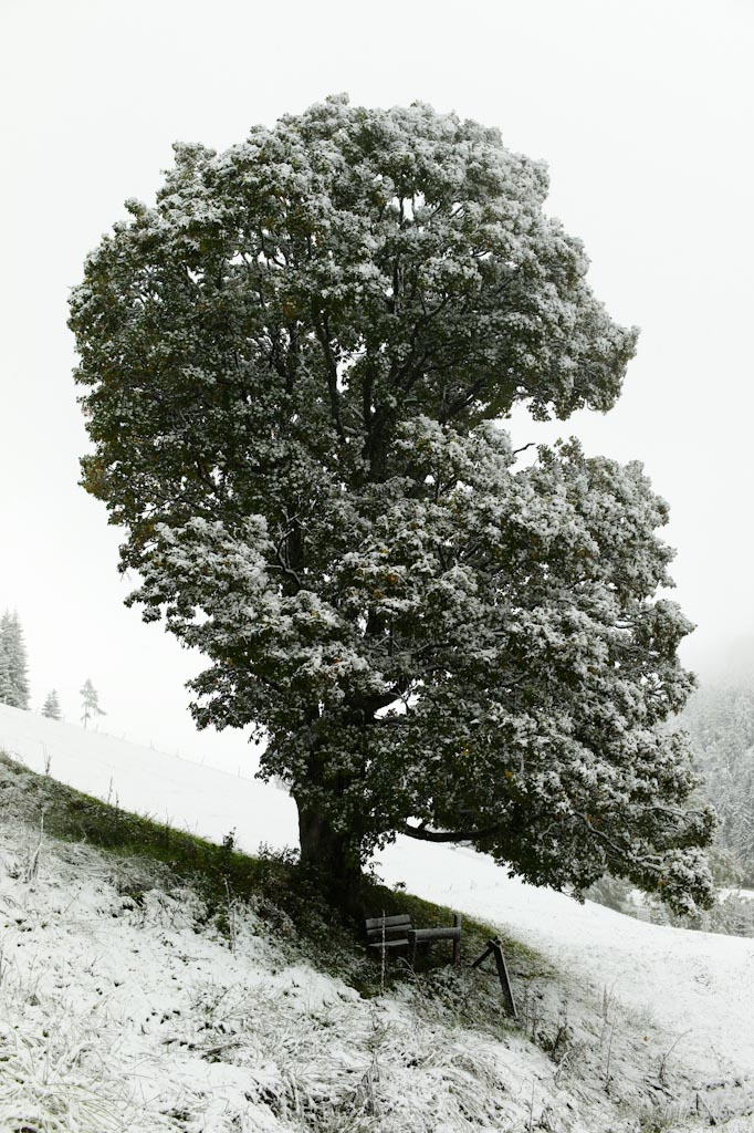 L1003810 7