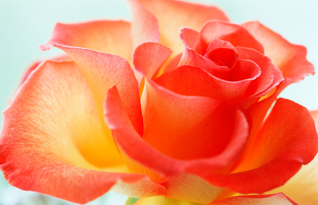 La vie en rose