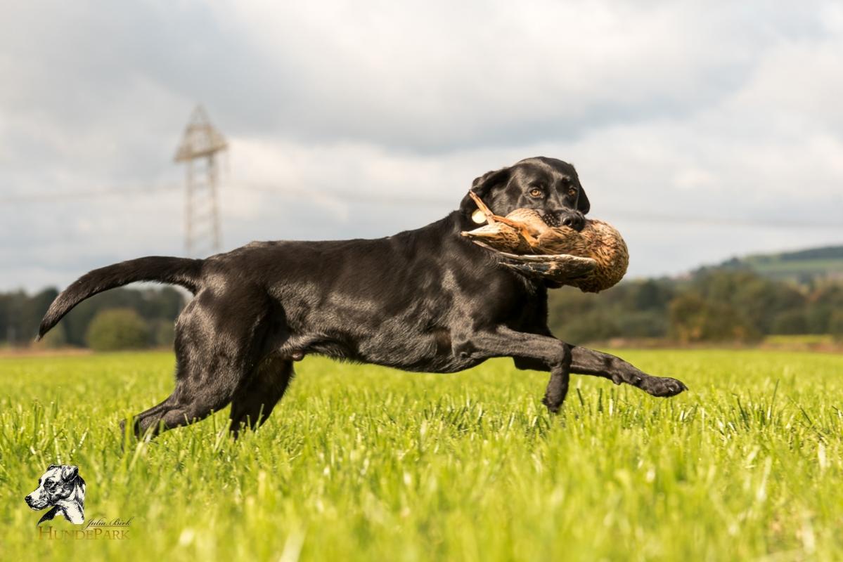 Labrador Retriever