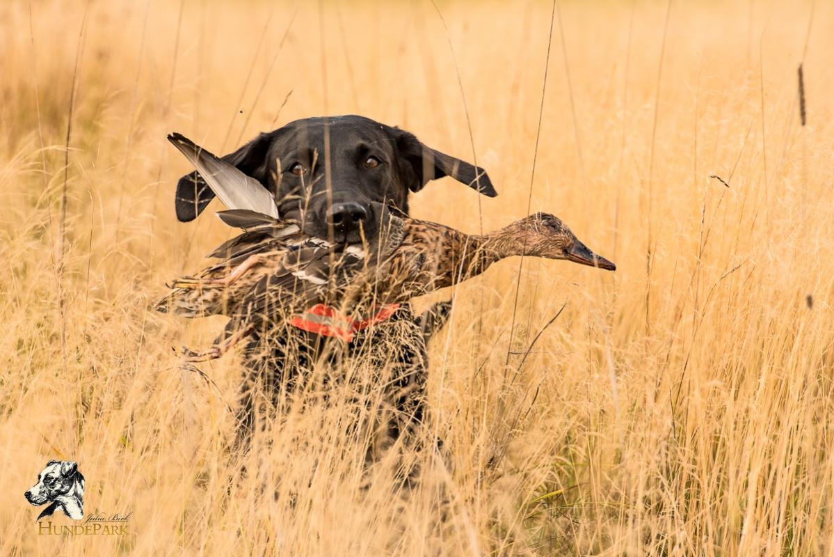Labrador Retriever