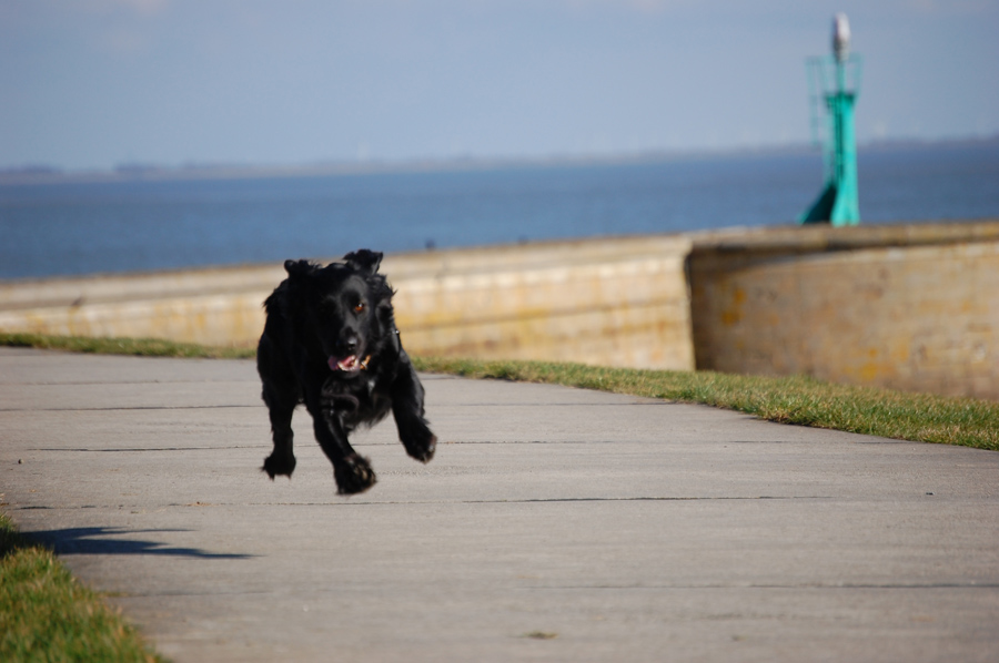 Labrador