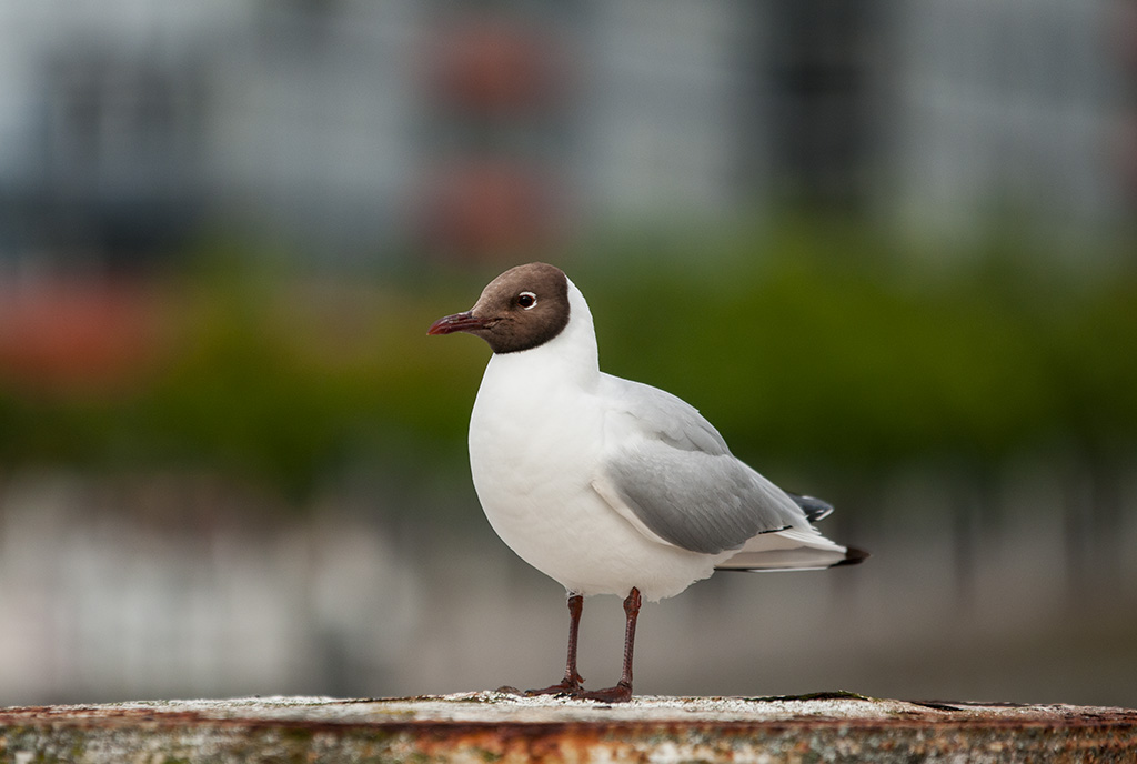 Lachmöve