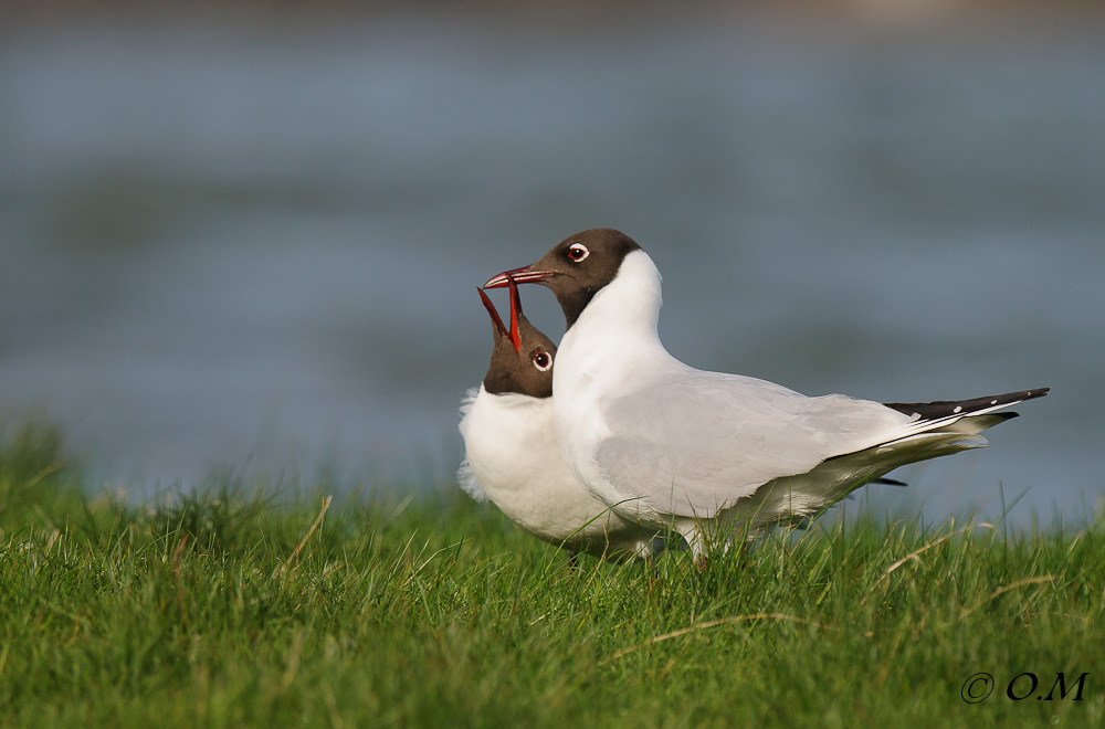 Lachmöwe 0683