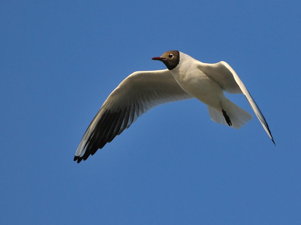 Lachmöwe 1