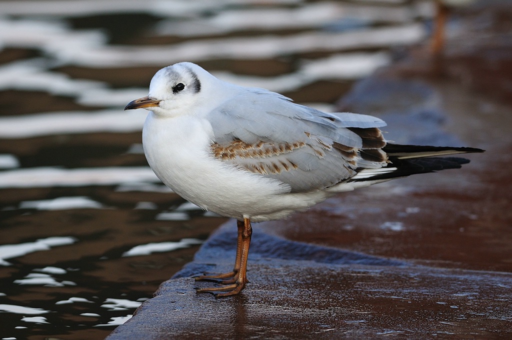 Lachmöwe