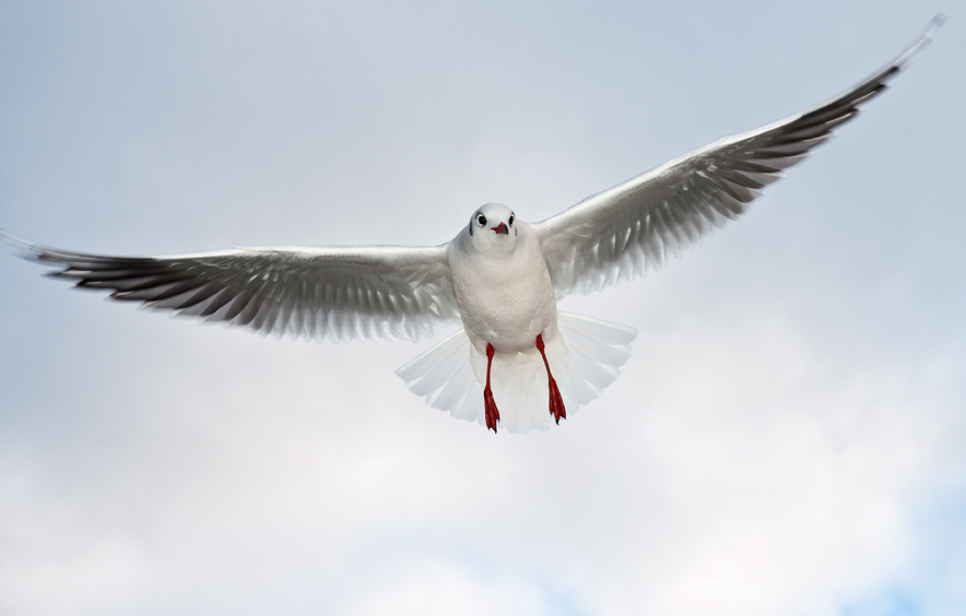 Lachmöwe