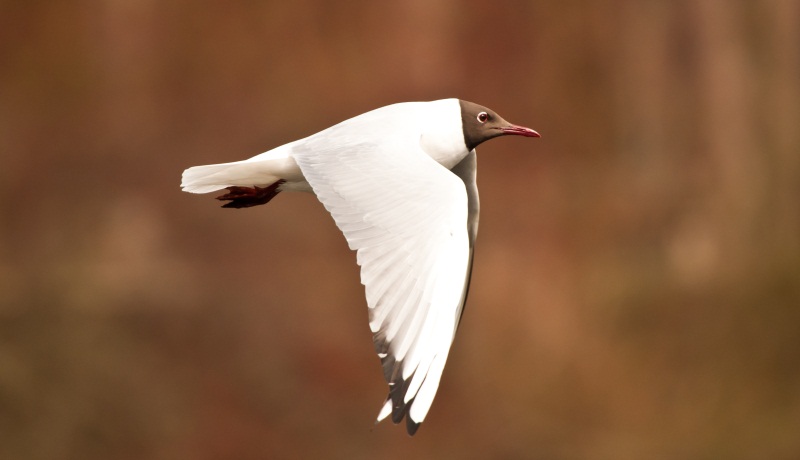 Lachmöwe
