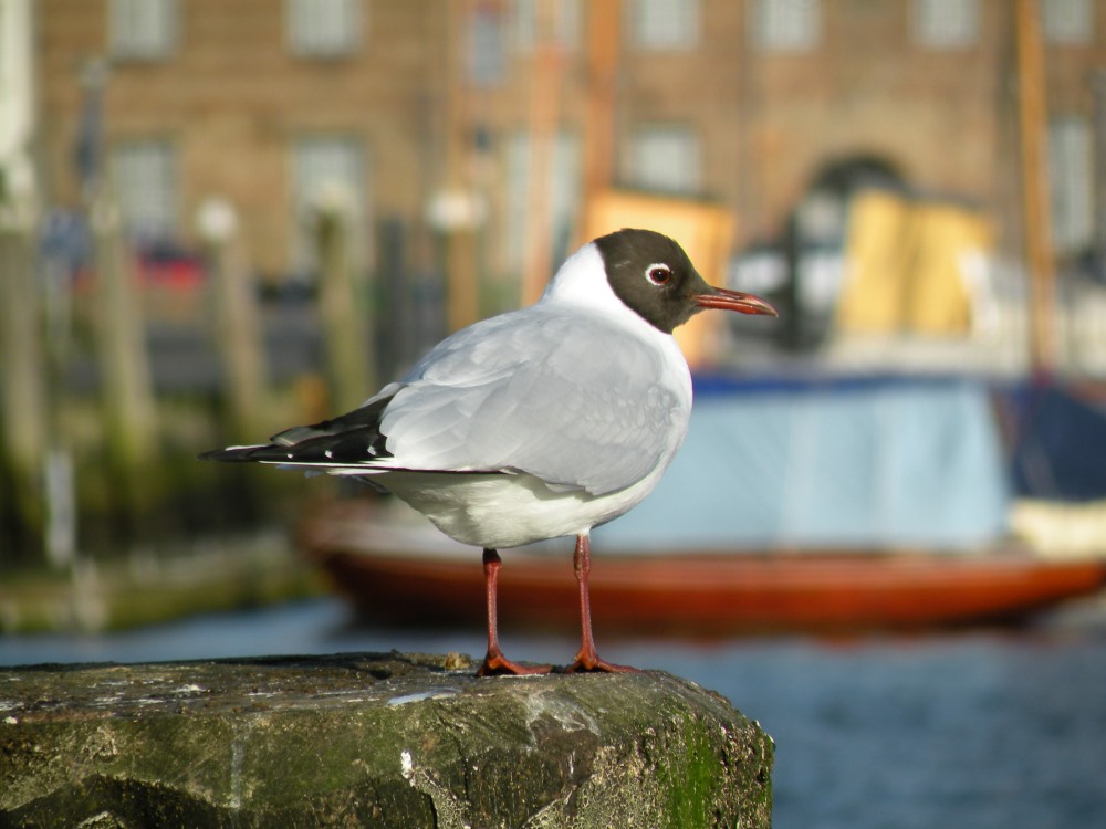 Lachmowe
