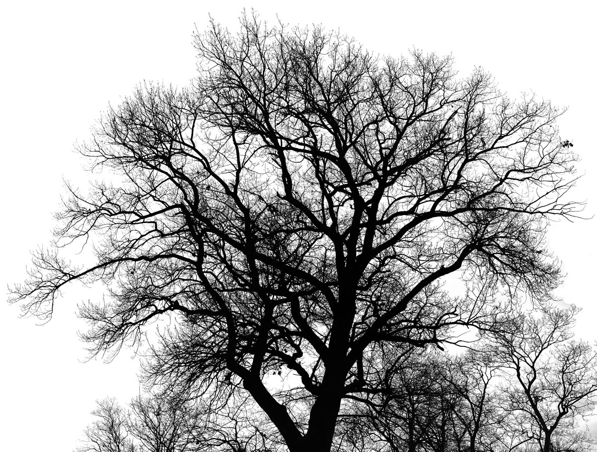 Ladenburg baum 1200