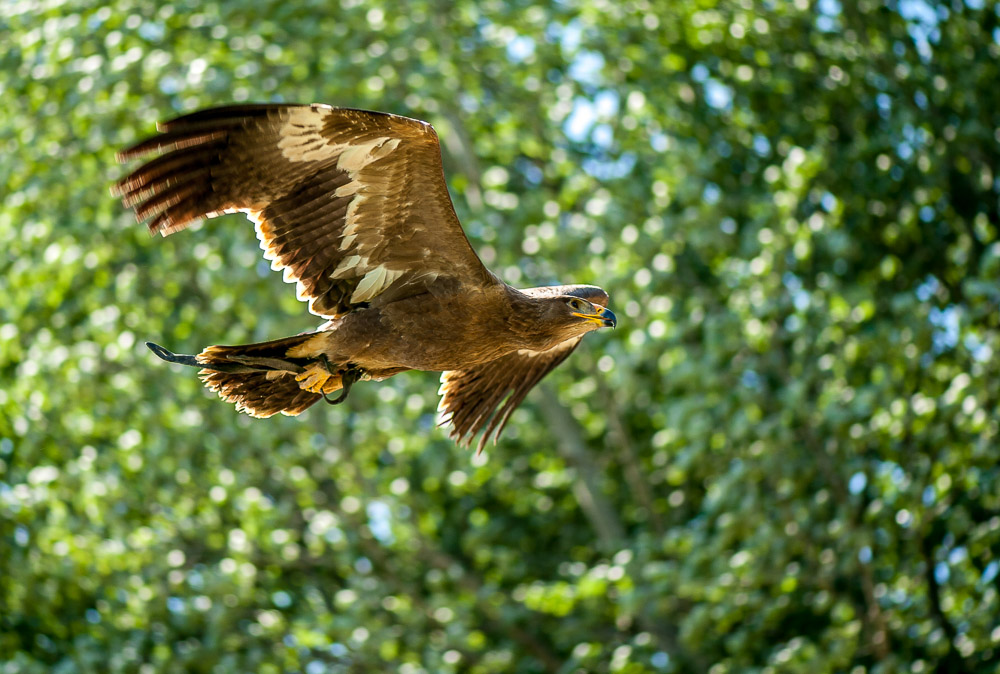 LaGa Zülpich 4, Adler
