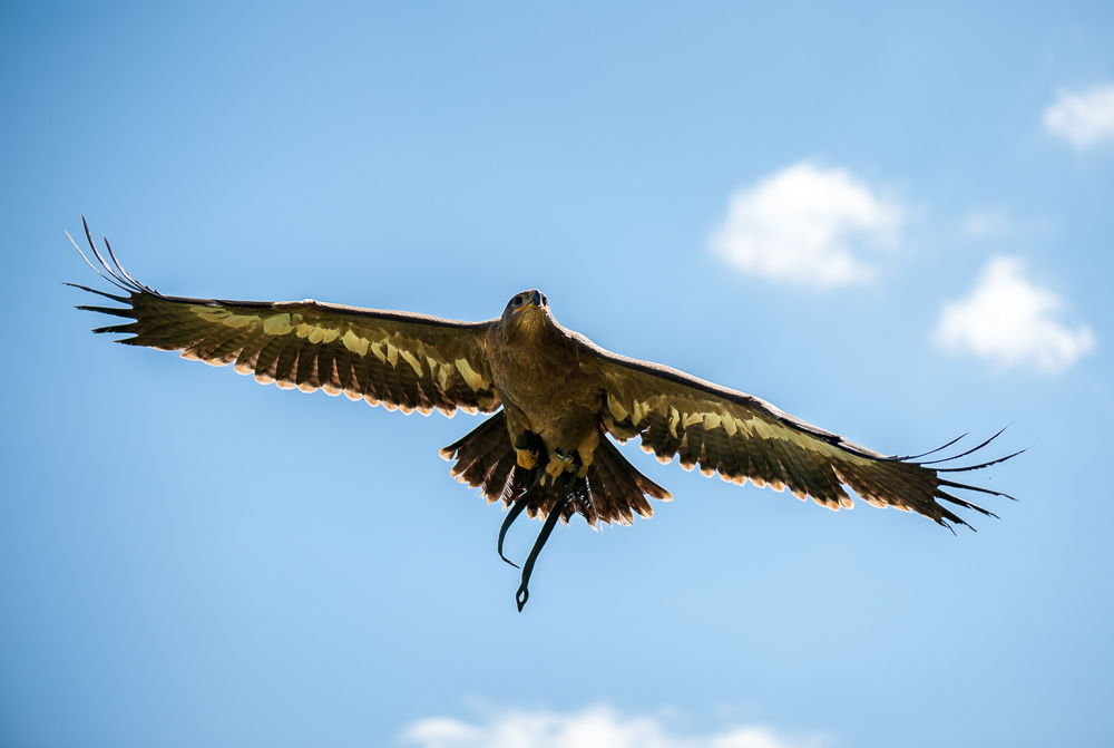 LaGa Zülpich 5, Adler