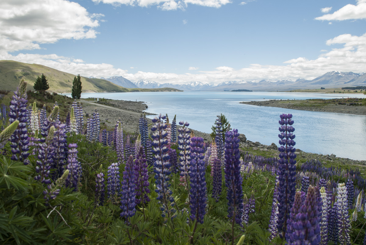 Lake Tekapo und Südalpen.jpg