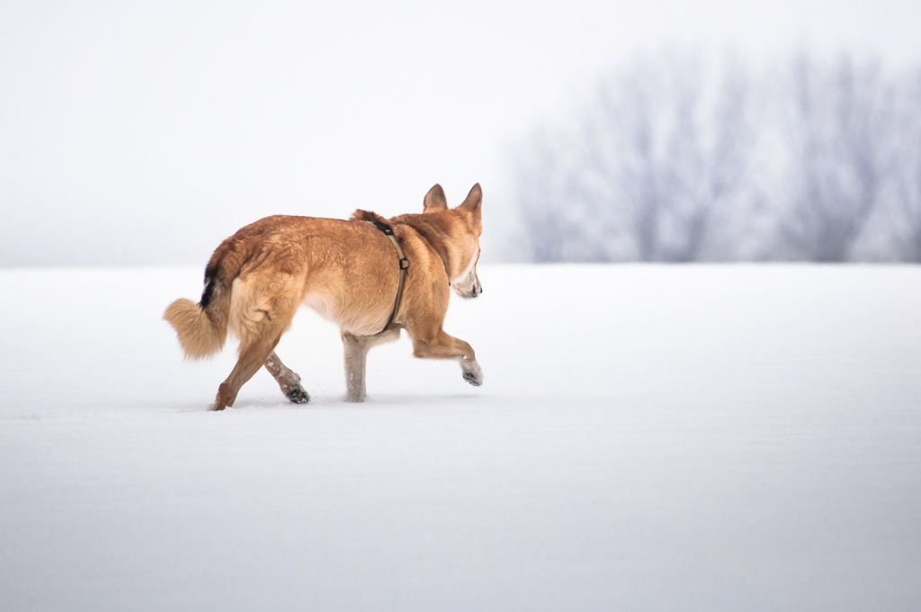 lakoma geht im schnee