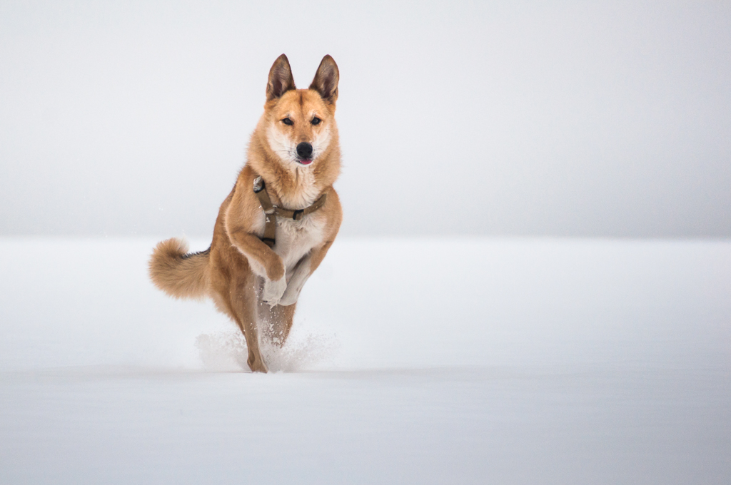 lakoma im schnee