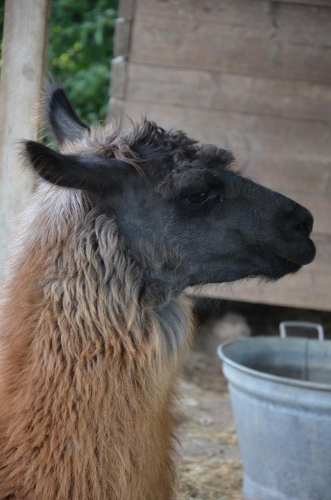 Lama 2012 08 25 886